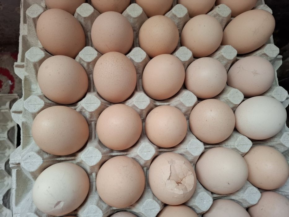 Jajka z wolnego wybiegu ( lekko  pęknięte]