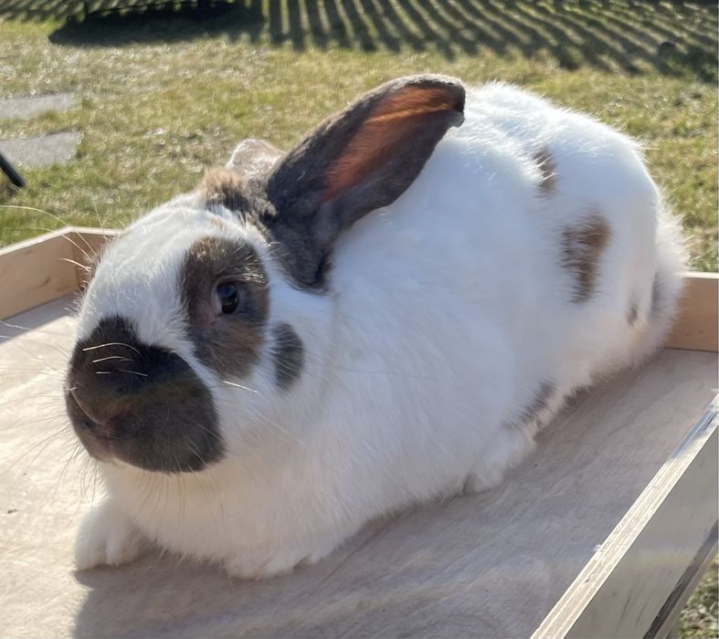 Królik - srokacz madagaskar