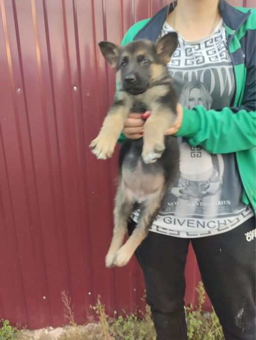 Продам цуценят Німців