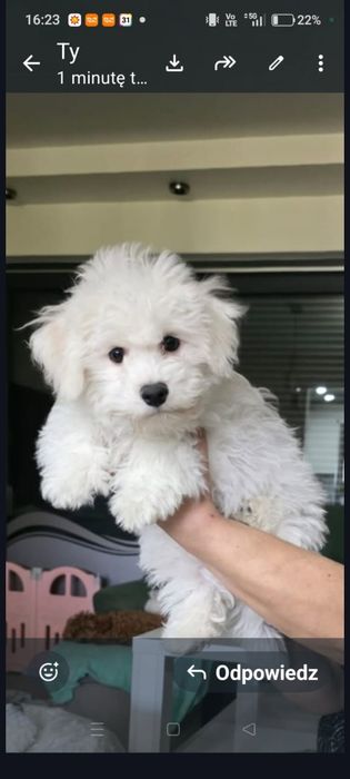Bichon frise suczka  FCI ZKwP