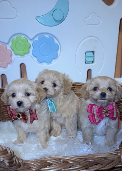 Дівчата мальтіпу