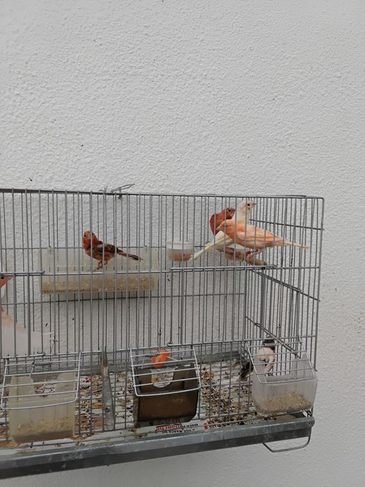 Canários para dispensar