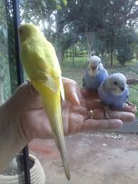 Vendo piriquitos meiguinhos dóceis