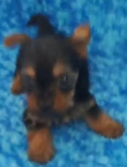 Yorkshire terrier super  Mini  toy
