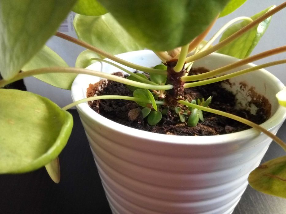 Pilea, tzw. pieniążek, roślina ozdobna, sadzonki