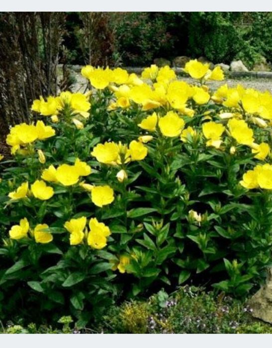 Bergenia, barwinek, paproć,  wiesiołek