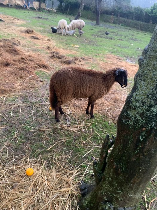 Duas ovelhas , 1 barriga