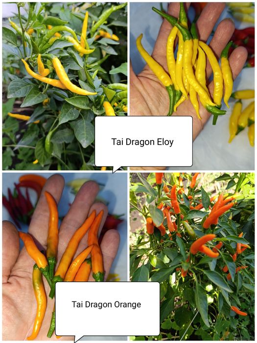 Перец Рокота, Хабанеро, Тай Дракон, гострий