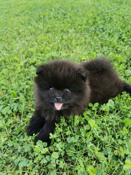 Szpic miniaturowy pomeranian piesek