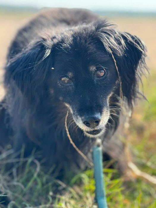 Gomez - starszy psiak szuka domu