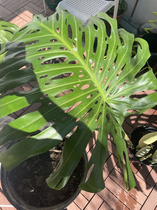 Monstera costela de adão
