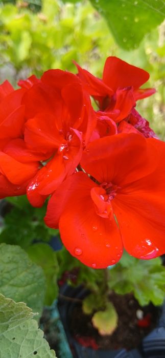 Sadzonki Pelargonii na balkon taras do doniczek lub na rabate kwitną do jesieni