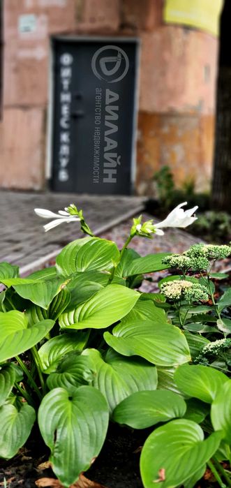 Помещение с фасадным входом на ул. Добролюбова 3. Рынок соцгорода