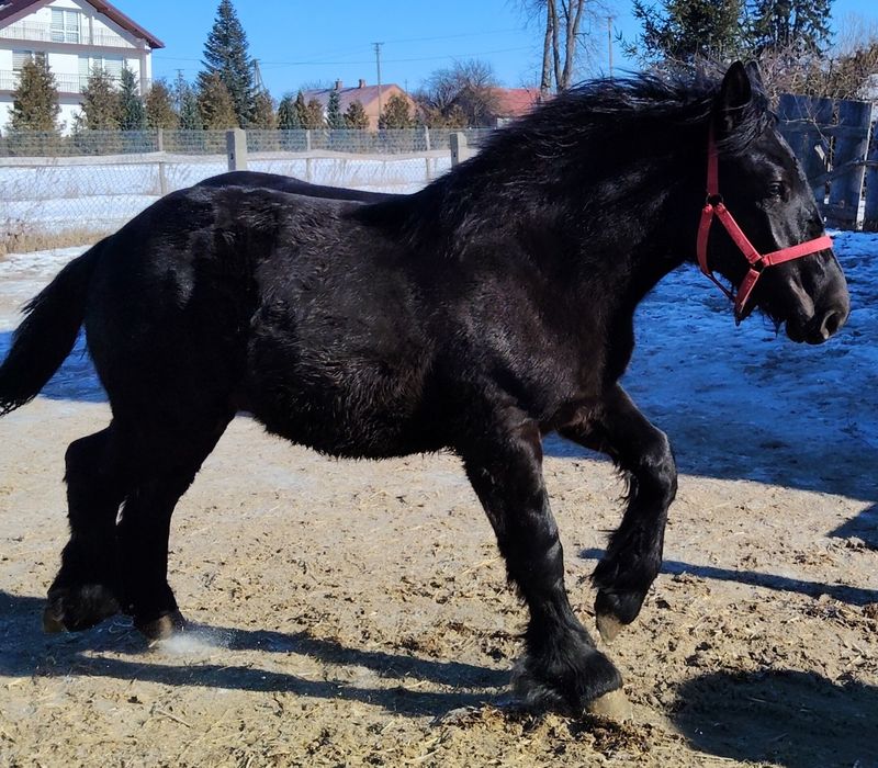 Kary ogierek zimnokrwisty