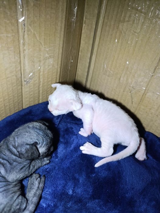 Кошенята Девон Рекс