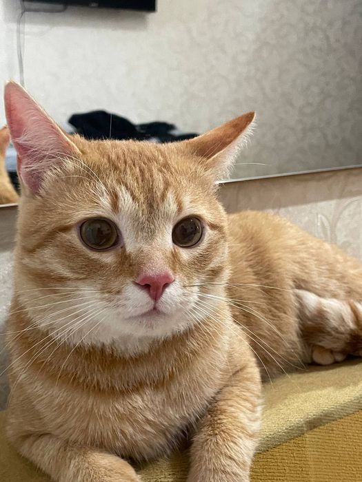 Кошенята.Хлопчик та дівчинка