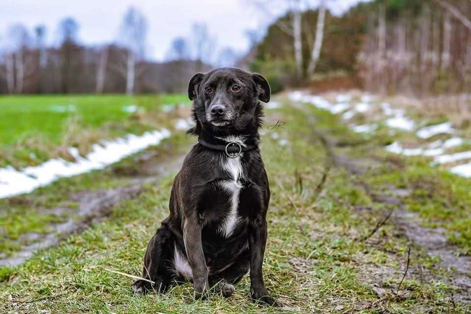 Ok. 5 letni pies Taco, dogaduje się z innymi psami