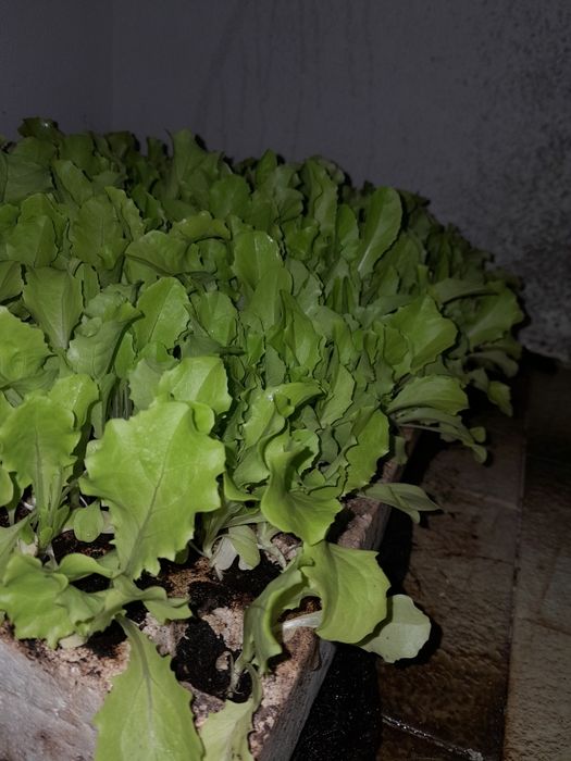Plantas de alface