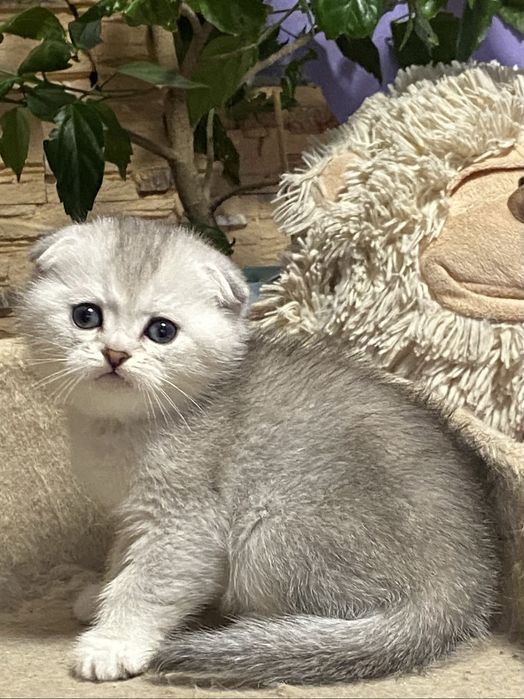 Пушистый подарочек!