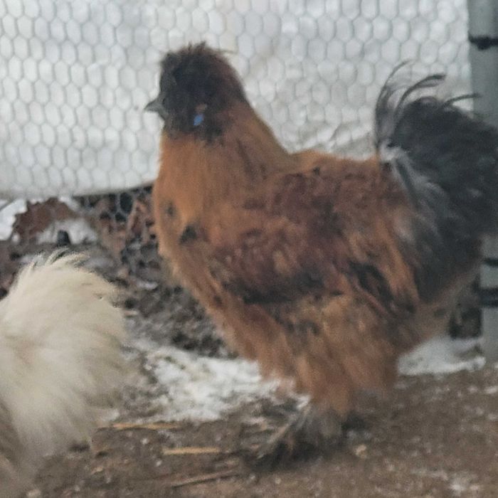 Koguty Silki i Czubatka