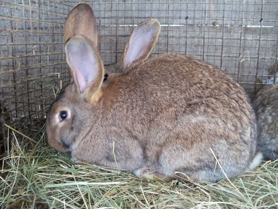 Króliki samice mieszańce