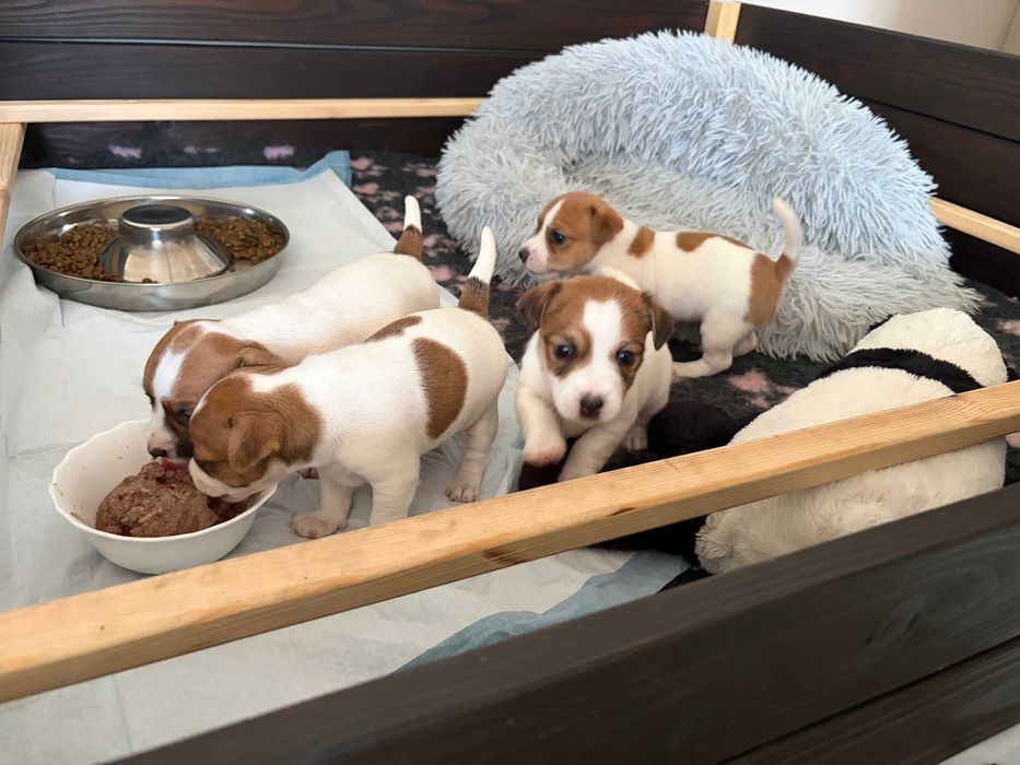 Szczenię Jack Russel Terier