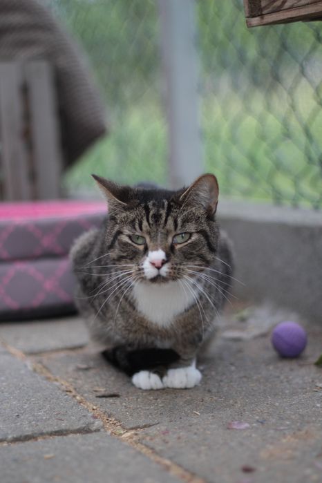 Spokojny, delikatny i młody Chips czeka na szansę na dom!