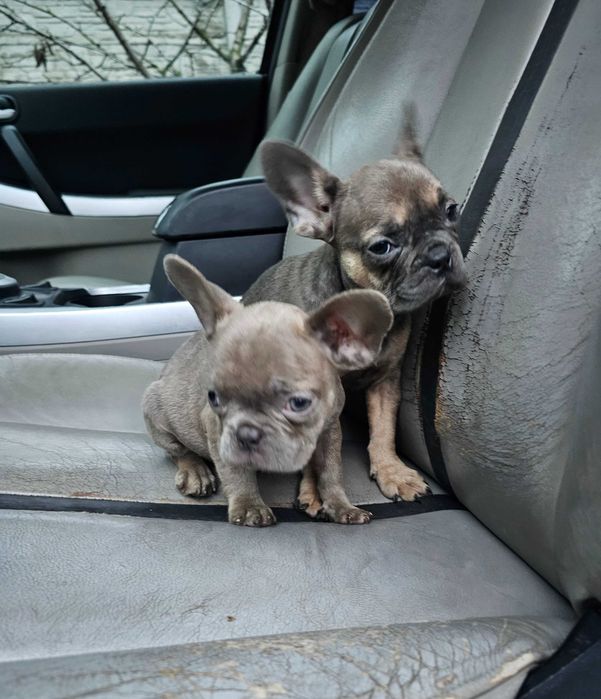 Французские бульдоги