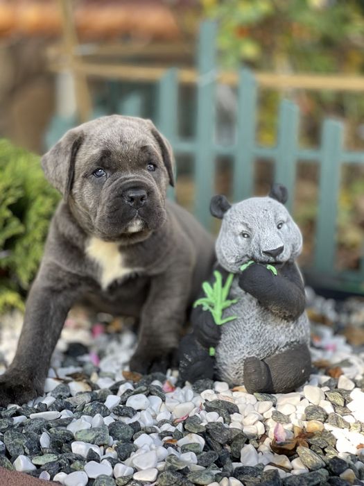 Маленькі кумочки щастя-Cane corso Italiano