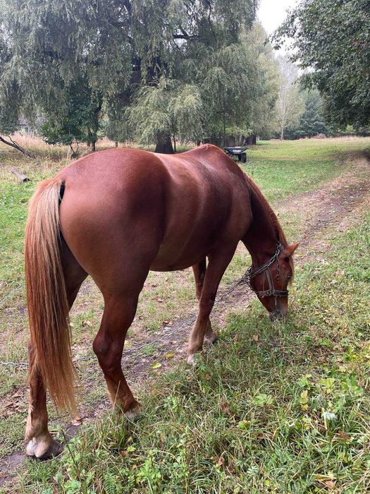 Кінь Жеребець Молодий