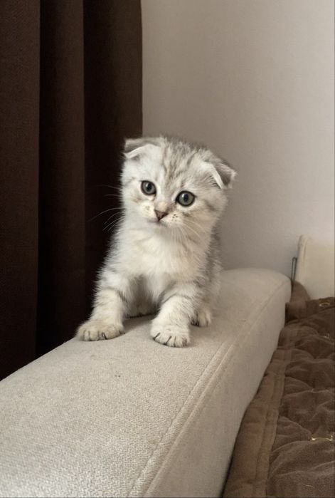 Шотландські котенята