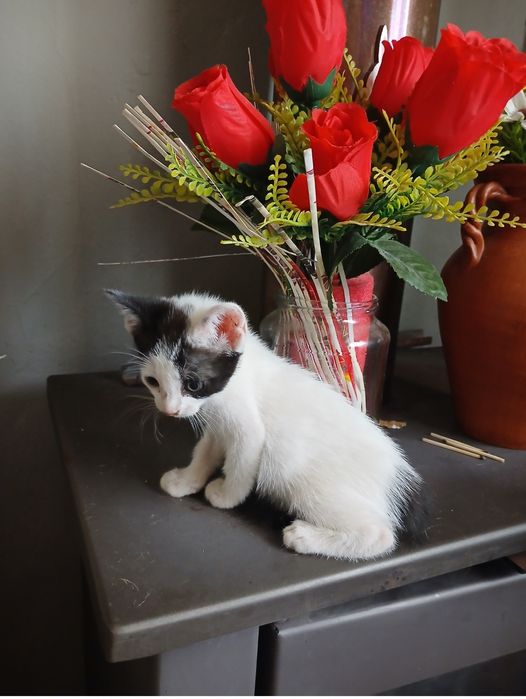 3 gatos machos para adoção