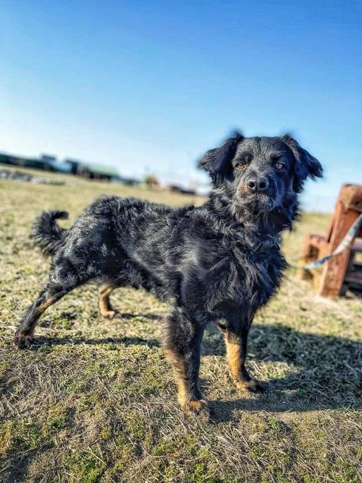 Dżeki - kudłacz uwielbiający długie spacery