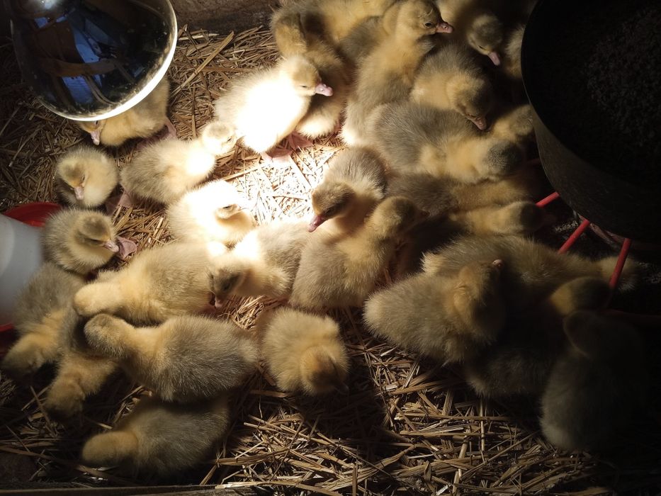 Gaski gęsi ges jajka