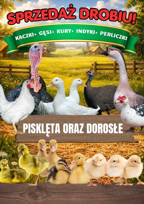 Sprzedam pisklęta