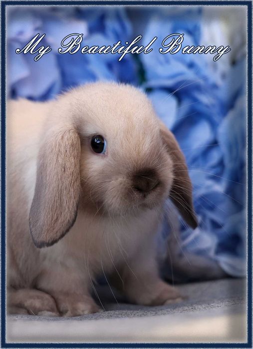 Młody Piękny Królik 100% Mini Lop  - Sallander
