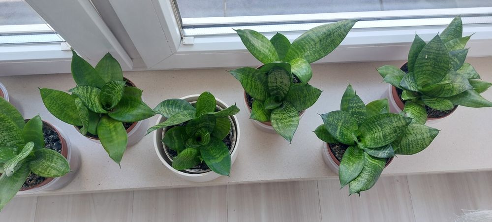 Sansawieria, sansewieria kwiatek doniczkowy