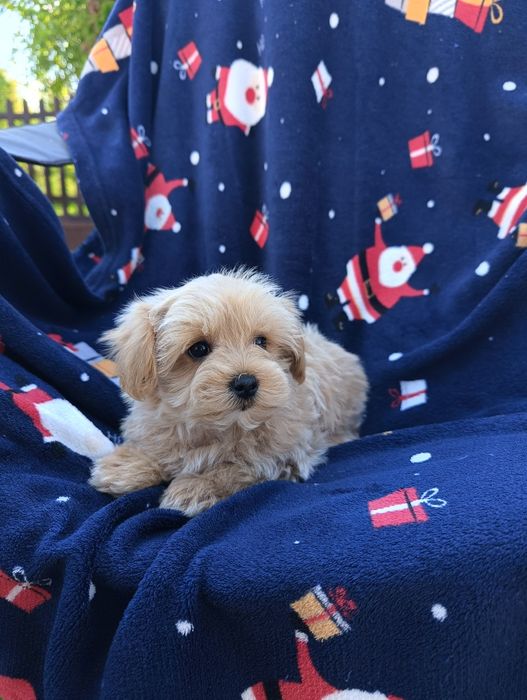 Sprzedam suczkę maltipoo