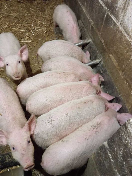 Пролам поросят від 10 до 15 кг