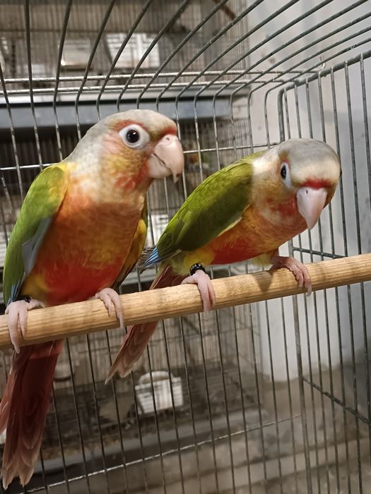 Casal Pyrruras pineapples,
