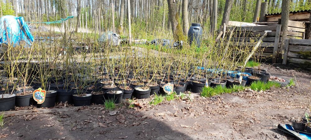 Borówka amerykańska 2 letnia 10 zł/szt - w 2l doniczce