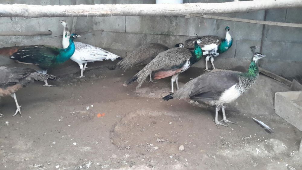 Casais Pavões  × Várias Raças ×