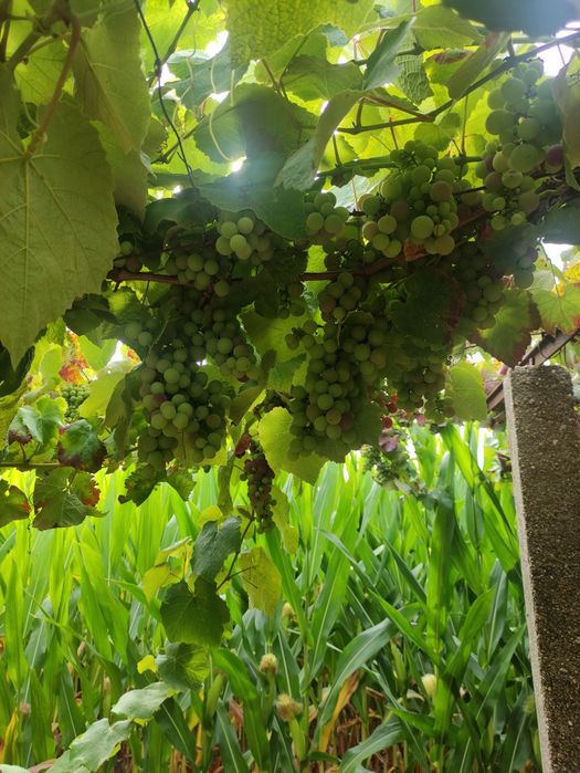Uvas de ramada para vinho