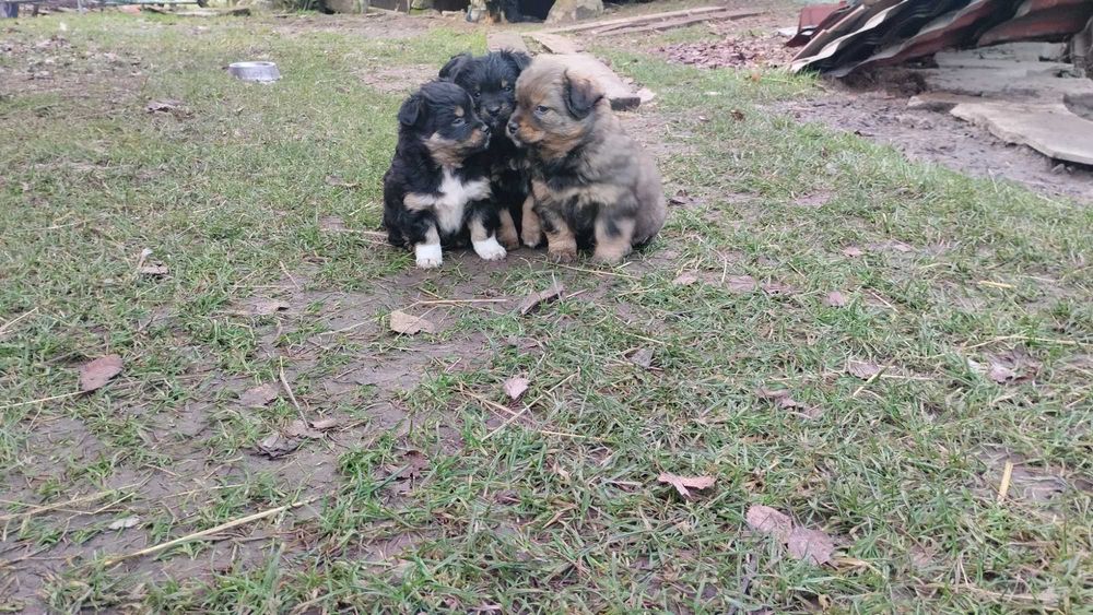 Szczeniaki do wzięcia