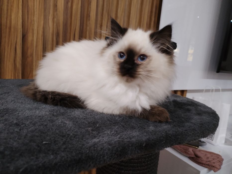 Kocięta Ragdoll FPL