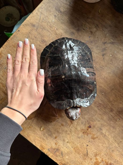 Черепаха красно вуха