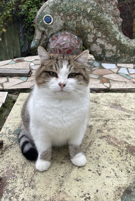 Кошечка отдаем в добрые руки