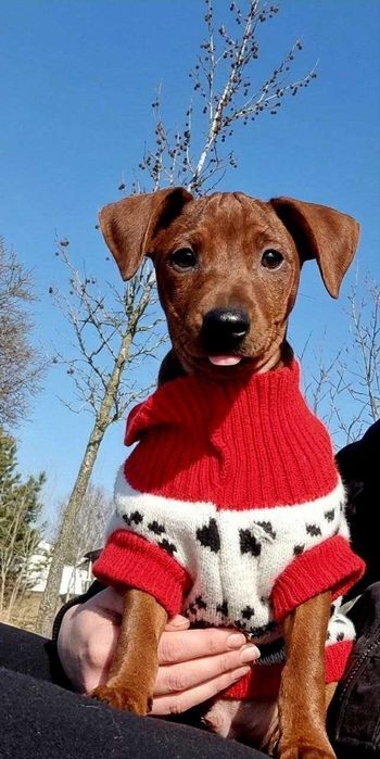 Хлопчик цвергпінчера