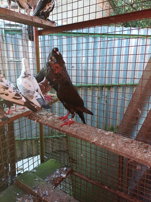 Sprzedał gołębie garłacze