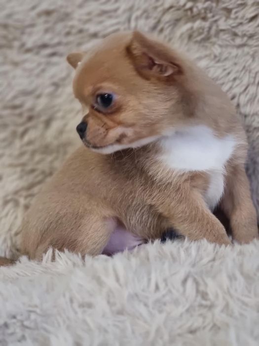 Chihuahua Piesek krótkowłosy FCI